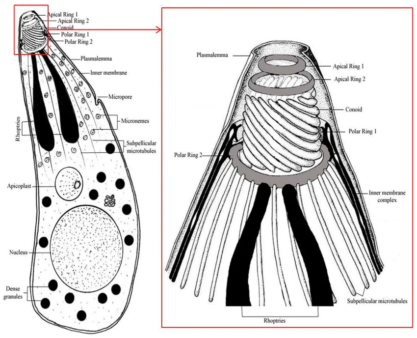 The general structure for the apical complex for Apicomplexa.